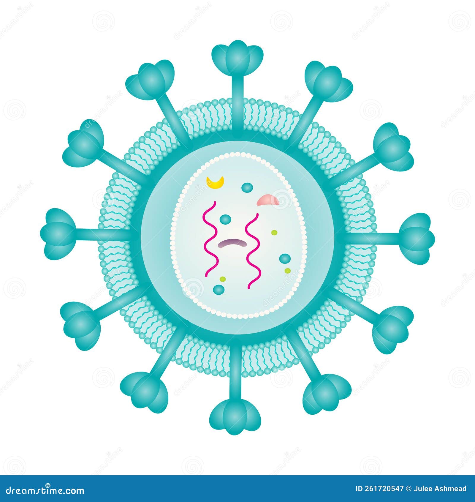 retrovirus structure   graphic template