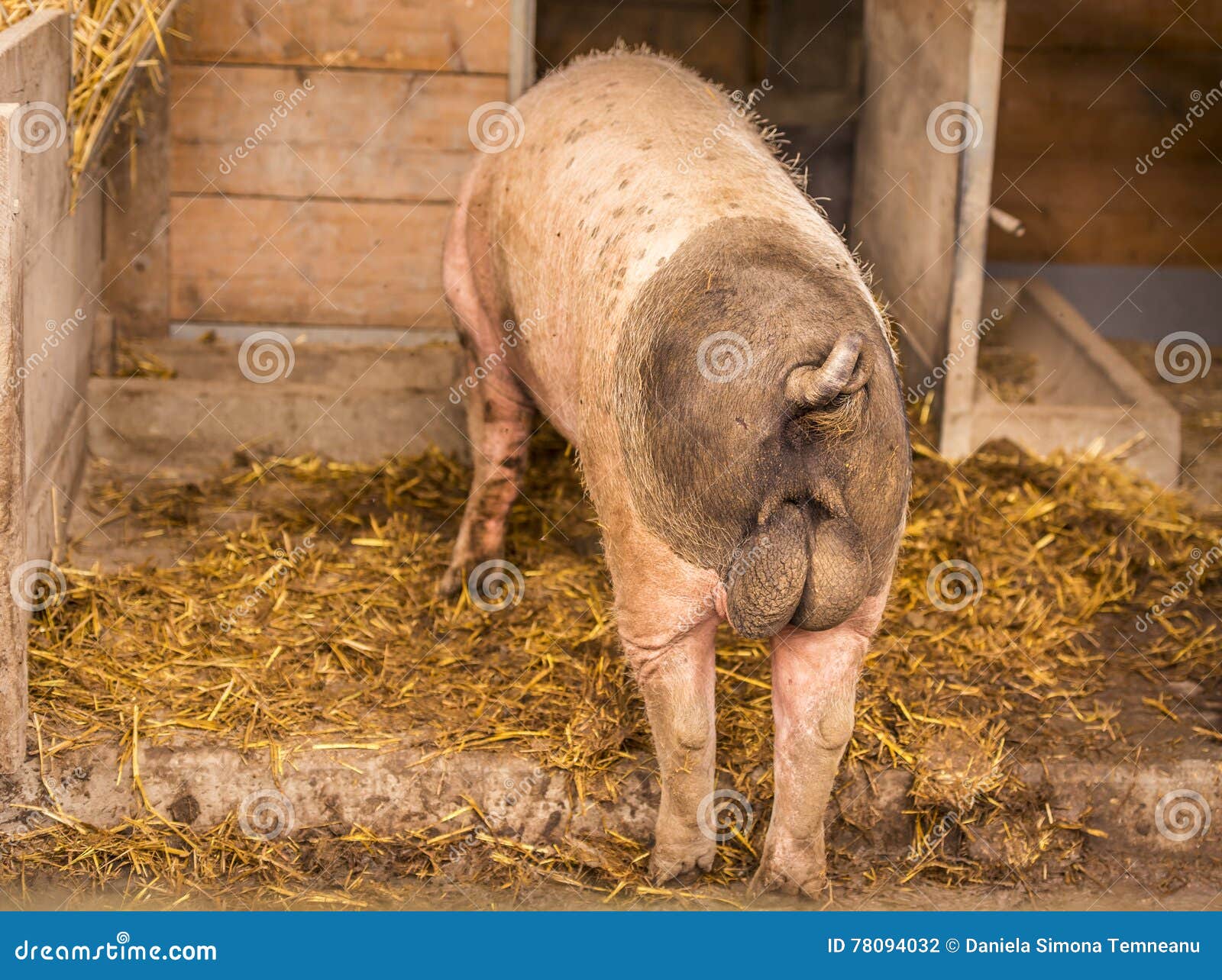 Retrovisione Del Maiale Maschio Svevo Fotografia Stock - Immagine Di - Foto 9
