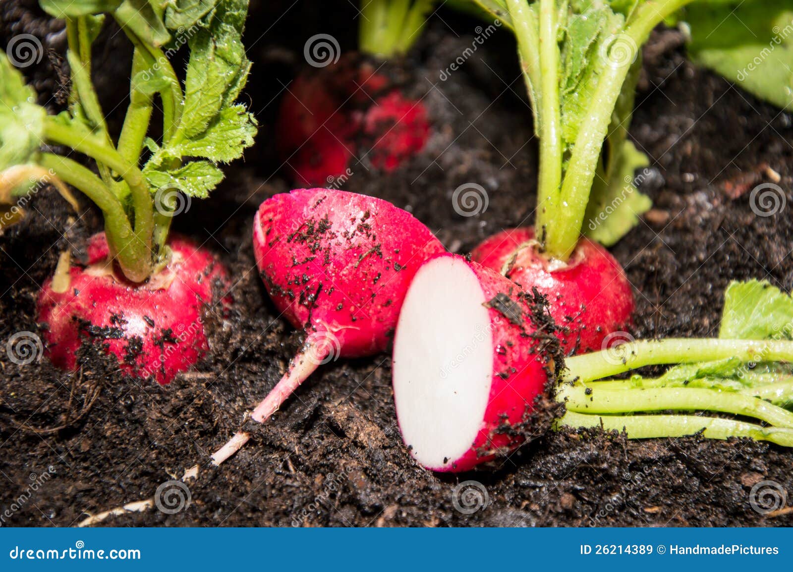 Rettich im Garten stockbild. Bild von schlamm, wurzel 26214389