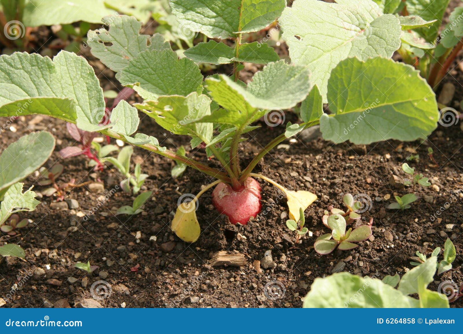 Rettich im Garten stockfoto. Bild von blätter, frech, betrieb 6264858