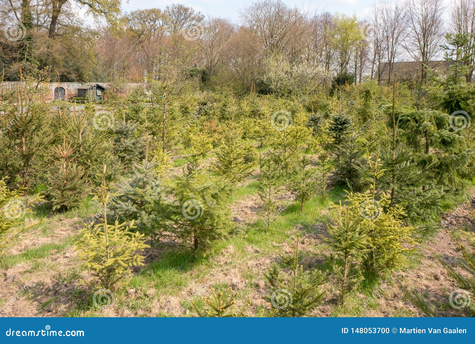 Returned Christmas Trees or Reuse of Christmas Trees in the Netherlands. Stock Photo Image of
