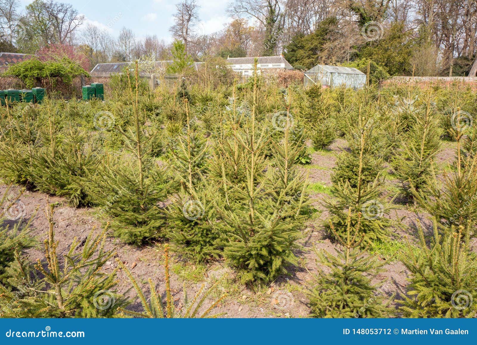 Returned Christmas Trees or Reuse of Christmas Trees in the Netherlands. Stock Photo Image of