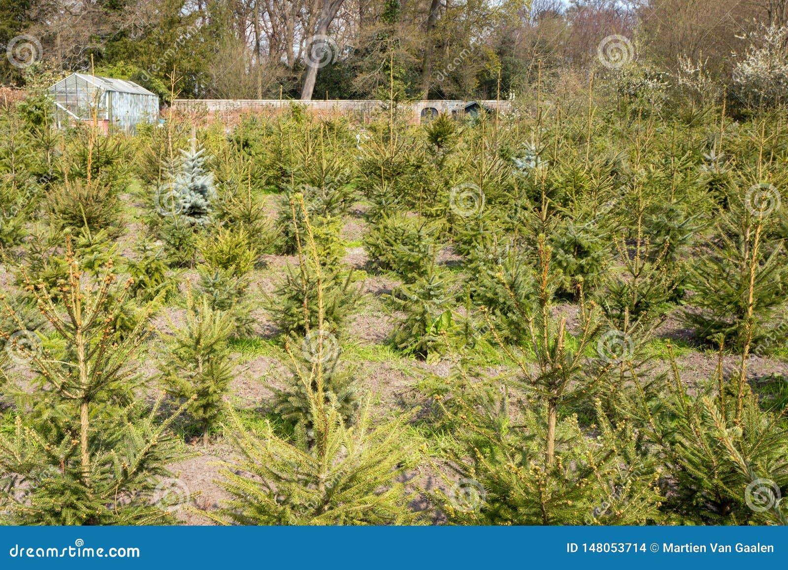 Returned Christmas Trees or Reuse of Christmas Trees in the Netherlands. Stock Photo Image of