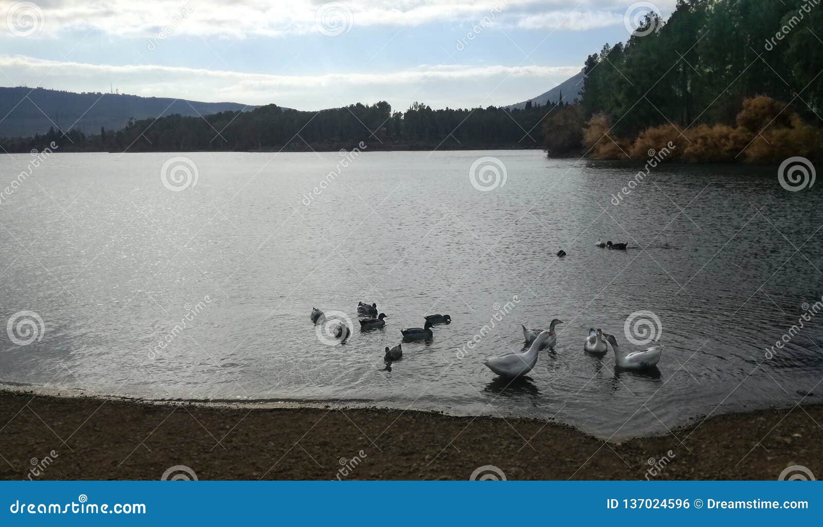 reunion de ocas y patos - meeting of geese and ducks