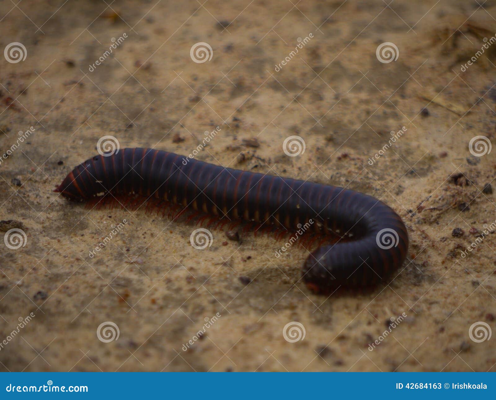 Archispirostreptusgigas, de reuze Afrikaanse duizendpoot, in Zambia