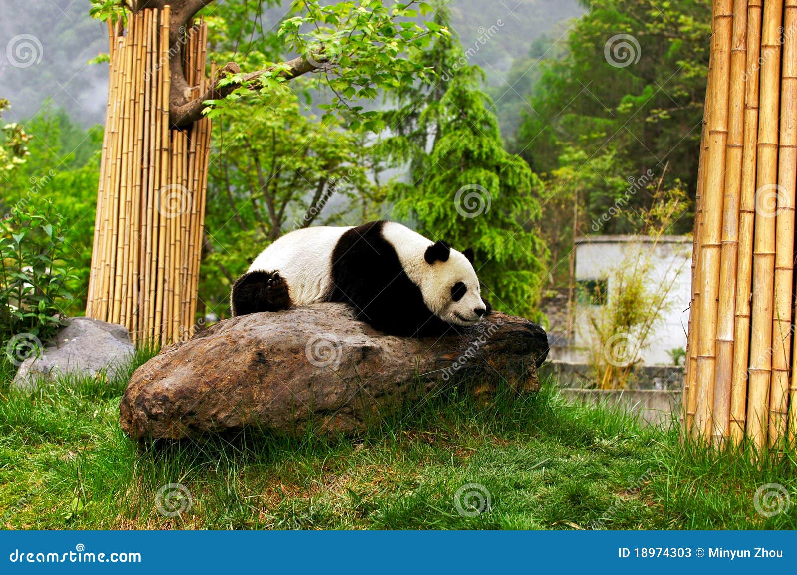 Reuze Panda. Een reuzepanda rust op steen, die bij Wolong Natuurreservaat, Chengdu, Sichuan de Provence, China wordt gefotografeerd