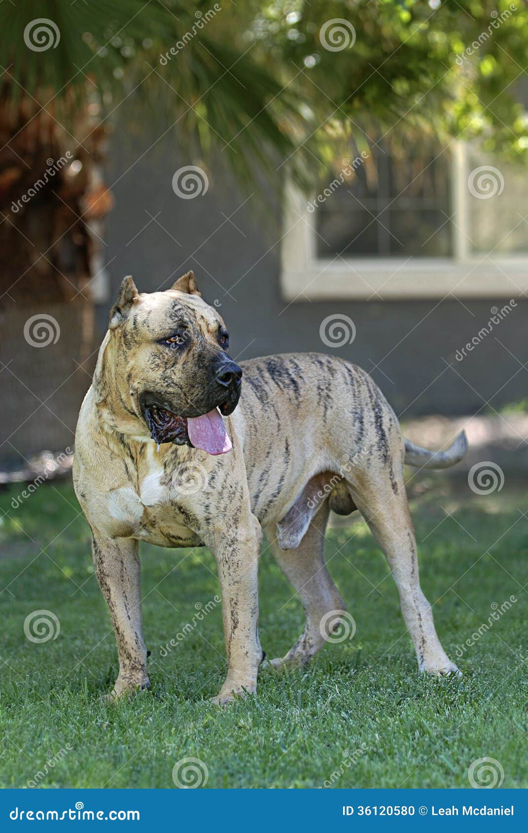 reverse brindle perro de presa canario