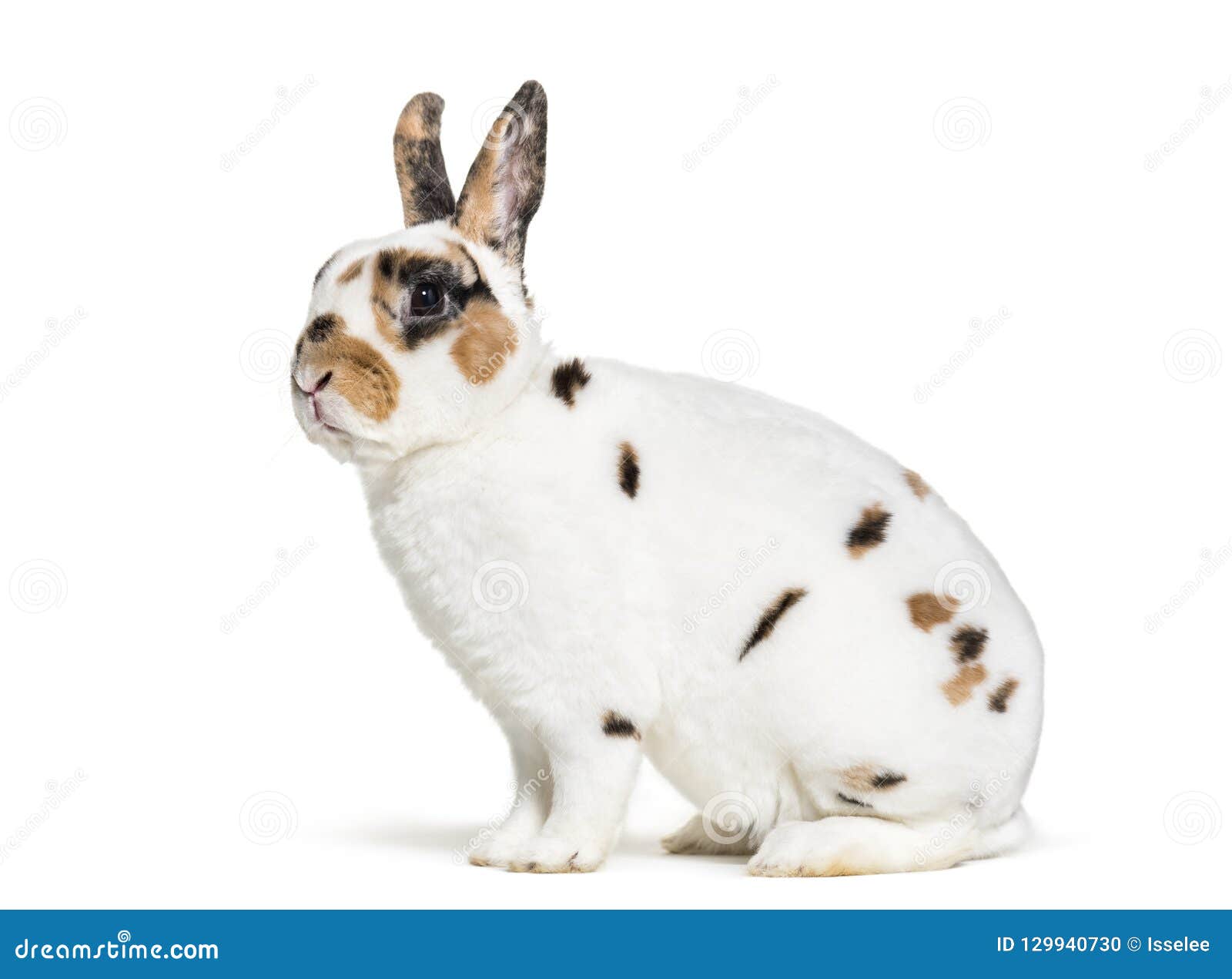 Rex Dalmatian Rabbit, Sitting Against White Background