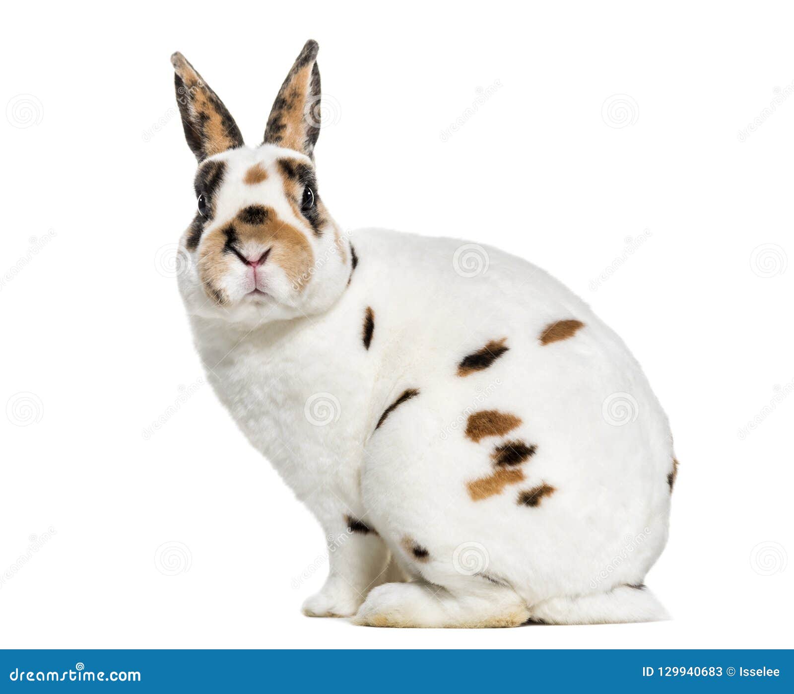 Rex Dalmatian Rabbit, Sitting Against White Background