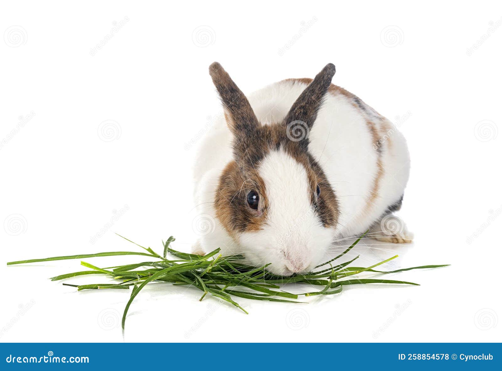 Rex rabbit in studio stock photo. Image of background 258854578