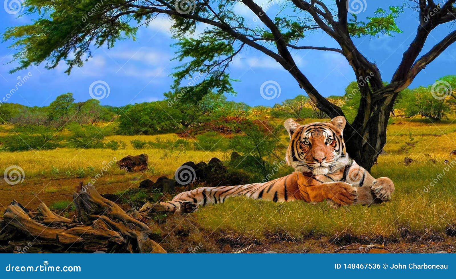 Desierto Último Compositor Rey Eurasiático Del Tigre De Todas Sus Encuestas Foto de archivo - Imagen  de ambiente, majestuoso: 148467536
