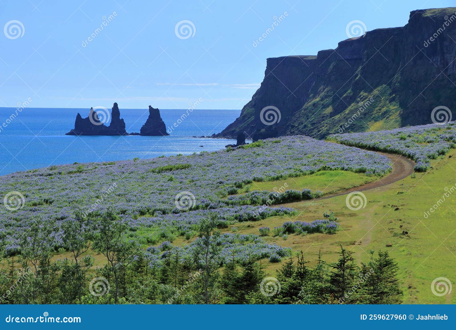 reynisdrangar seastacks and cliffs at vik i myrdal behind fields of lupines, south coast of iceland