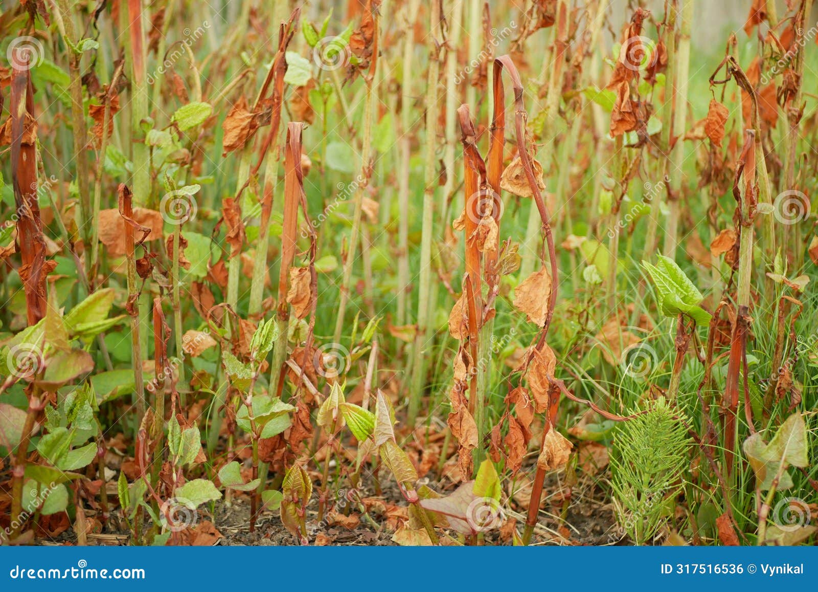 reynoutria knotweed sprayed herbicide roundup destroys leaves leaf spray close-up invasive village house detail and