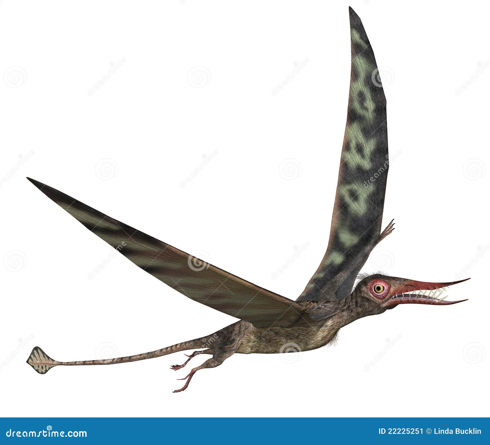 Premium Vector  Pteranodon flying dinosaur illustration flying pterodactyl  prehistoric dangerous creature of jurassic period pterodactylus prehistoric  dinosaur