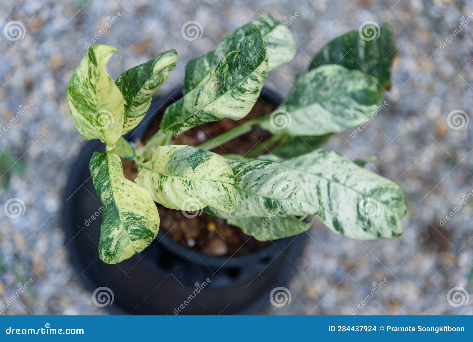 Rhaphidophora Puberula Variegated in the Pot Stock Photo - Image of