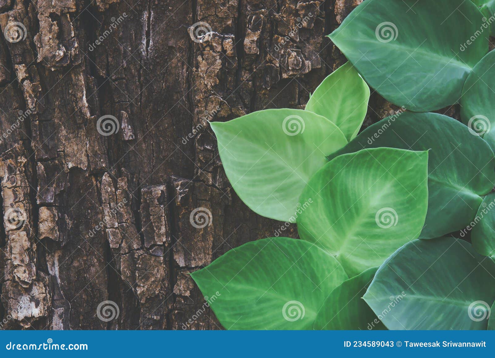 Rhaphidophora, Shingle Plant Climbing on Tree Bark Stock Image Image