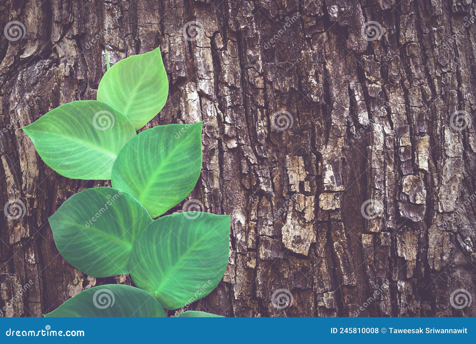 Rhaphidophora, Shingle Plant Climbing on Tree Bark Stock Photo Image