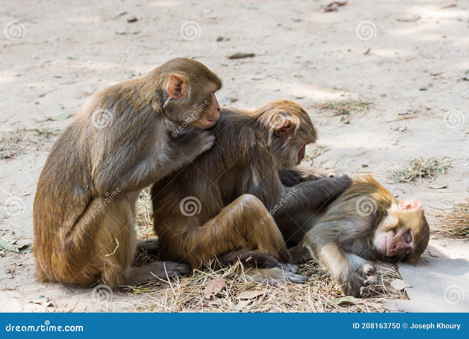 rhesus macaque (macaca mulatta) monkeys grooming each other  swayambhunath  nepal