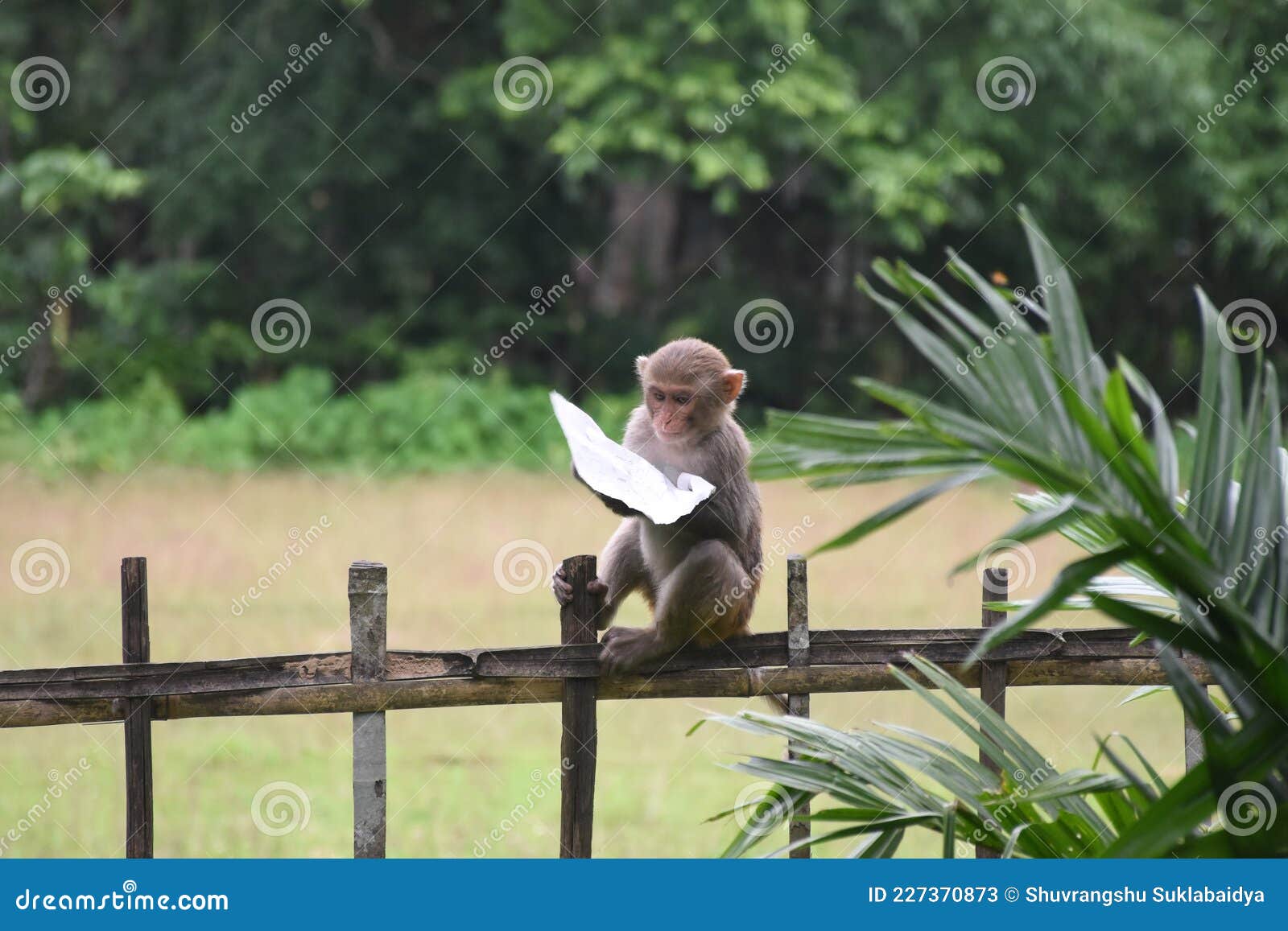 Jogos do macaco com cordas foto de stock. Imagem de bambu - 26182422