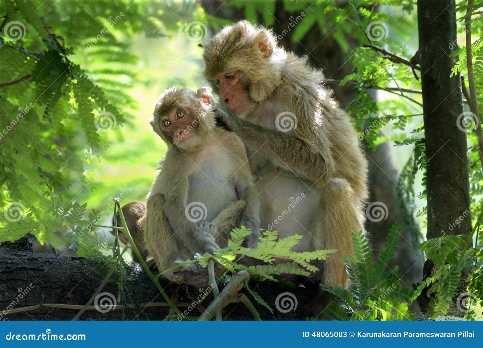rhesus macaques-mother picking louse