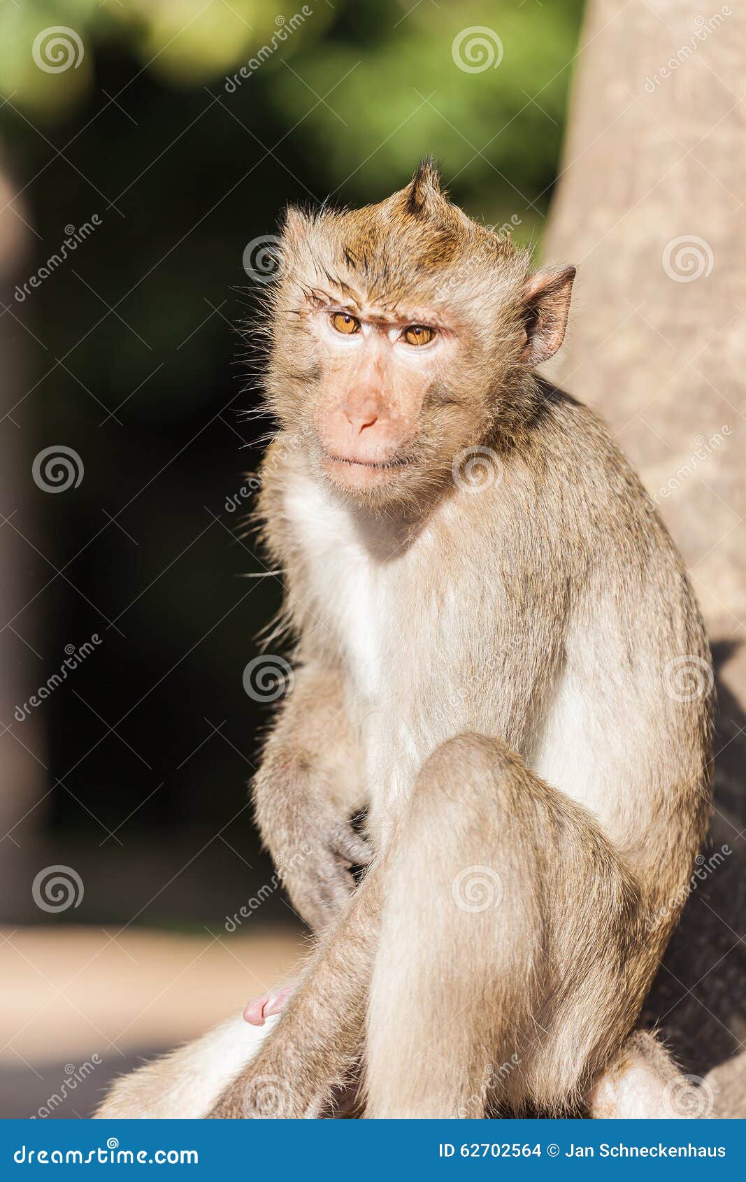 Male Monkey Penis Stock Photos