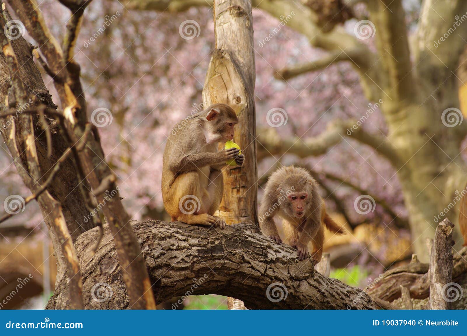 Rhesus Monkeys at Heidelberg Zoo, Germany Stock Photo Image of wildlife, primate 19037940