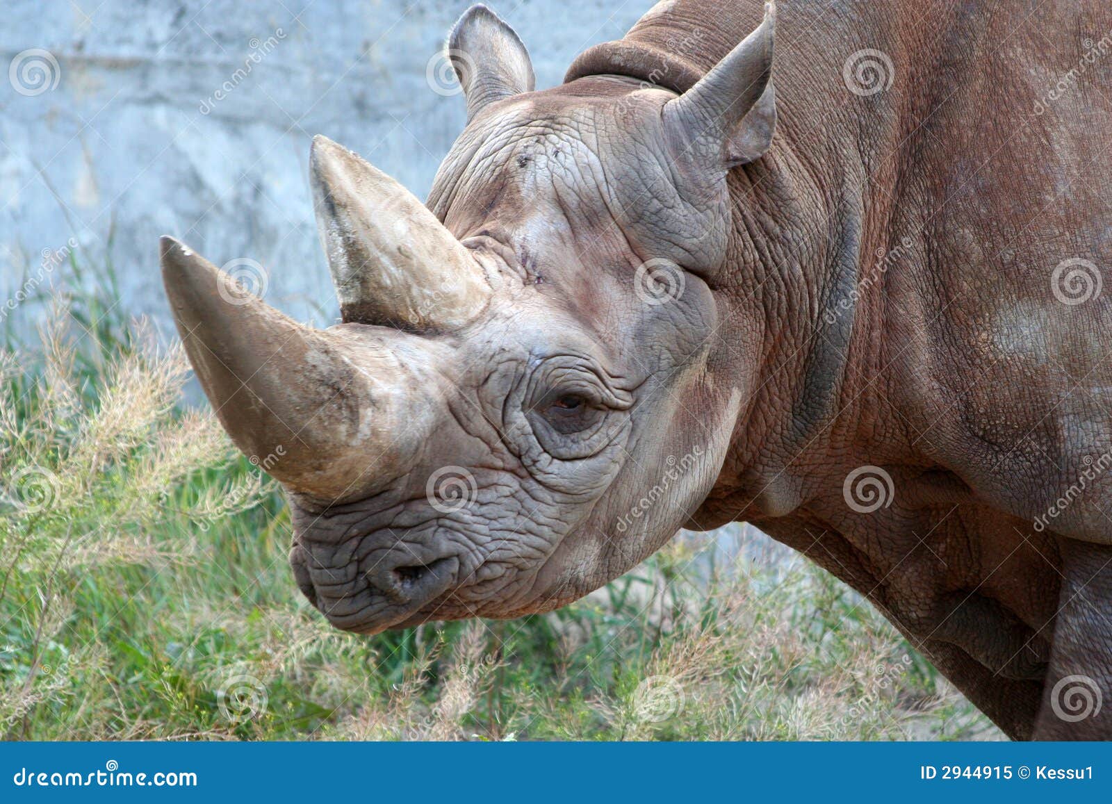 adult rhino weight adult rhino weight