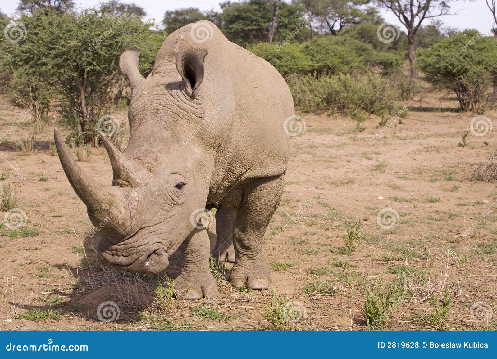 rhino in africa