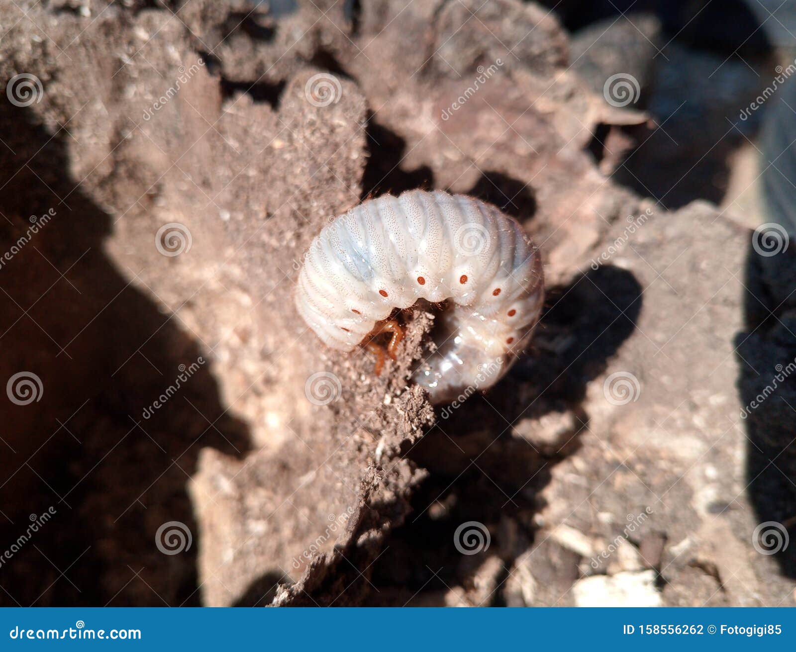rhinoceros beetle larvae rhinoceros beetle larvae