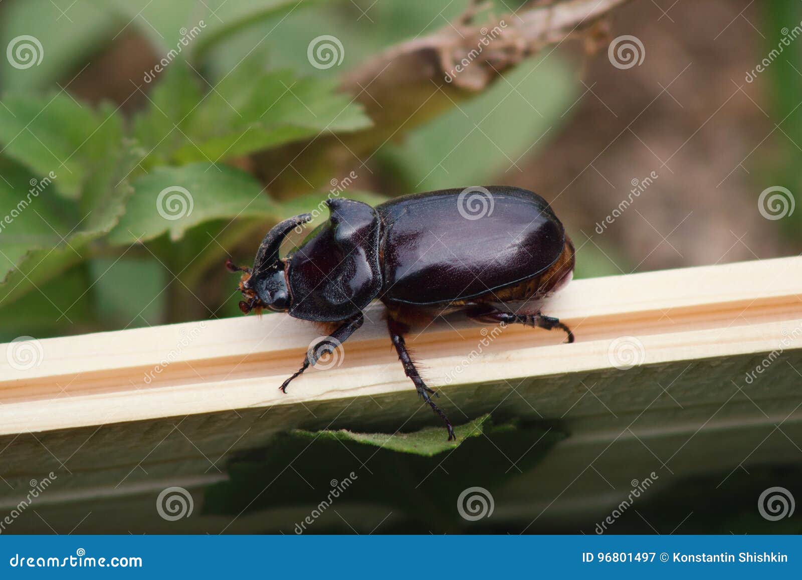 Rhino Beetle On Wooden Bench Insect In Garden Stock Image