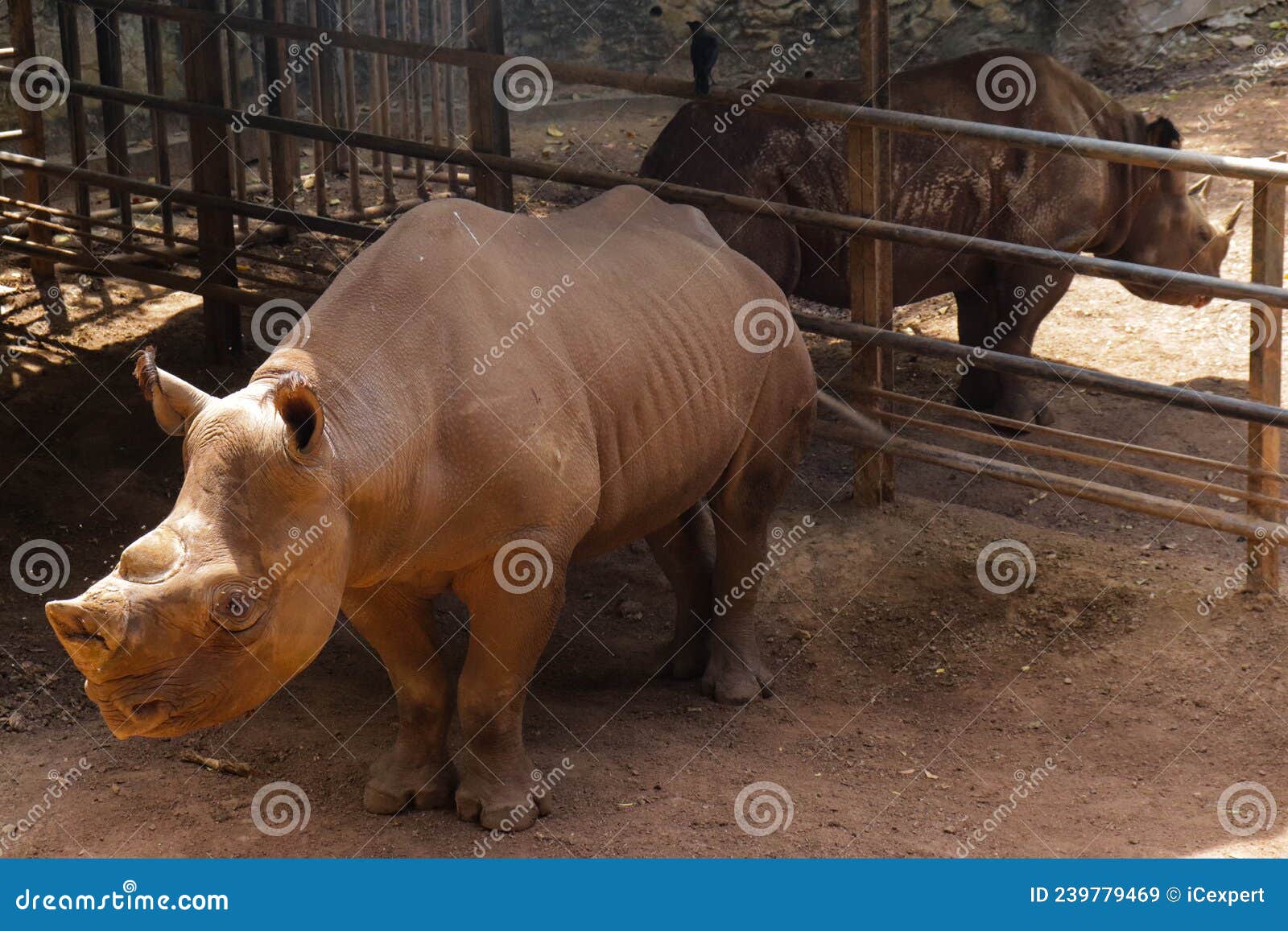 Rhino in the cage image stock image. Image of black 239779469