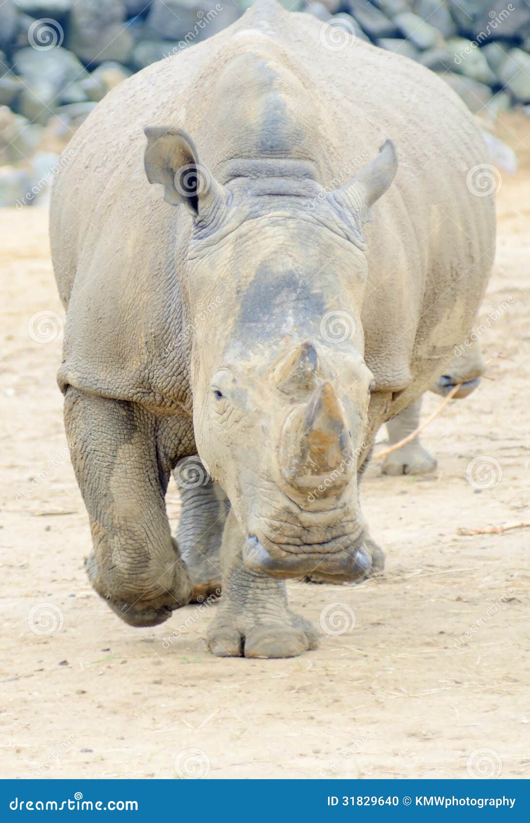 Rhino charging stock photo. Image of attack, mammal, horn - 31829640