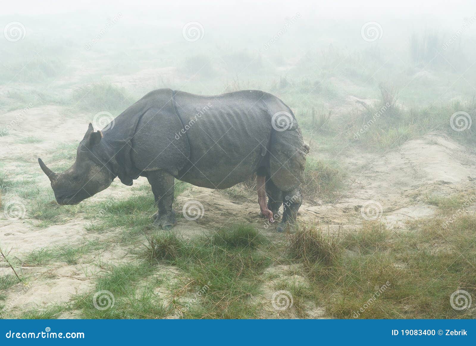 rhino with erect penis