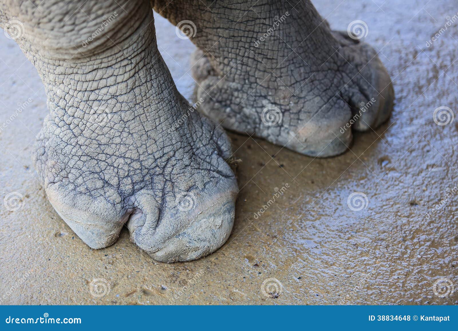 rhinoceros foot
