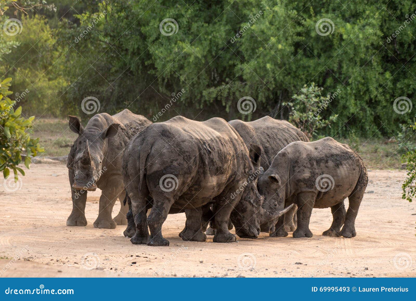 Group Of Rhinos 71