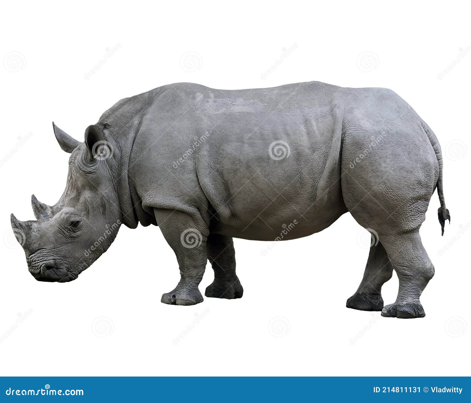 Rhino Nose Two Horn Isolated on White Background Stock Image - Image of  background, isolation: 214811131