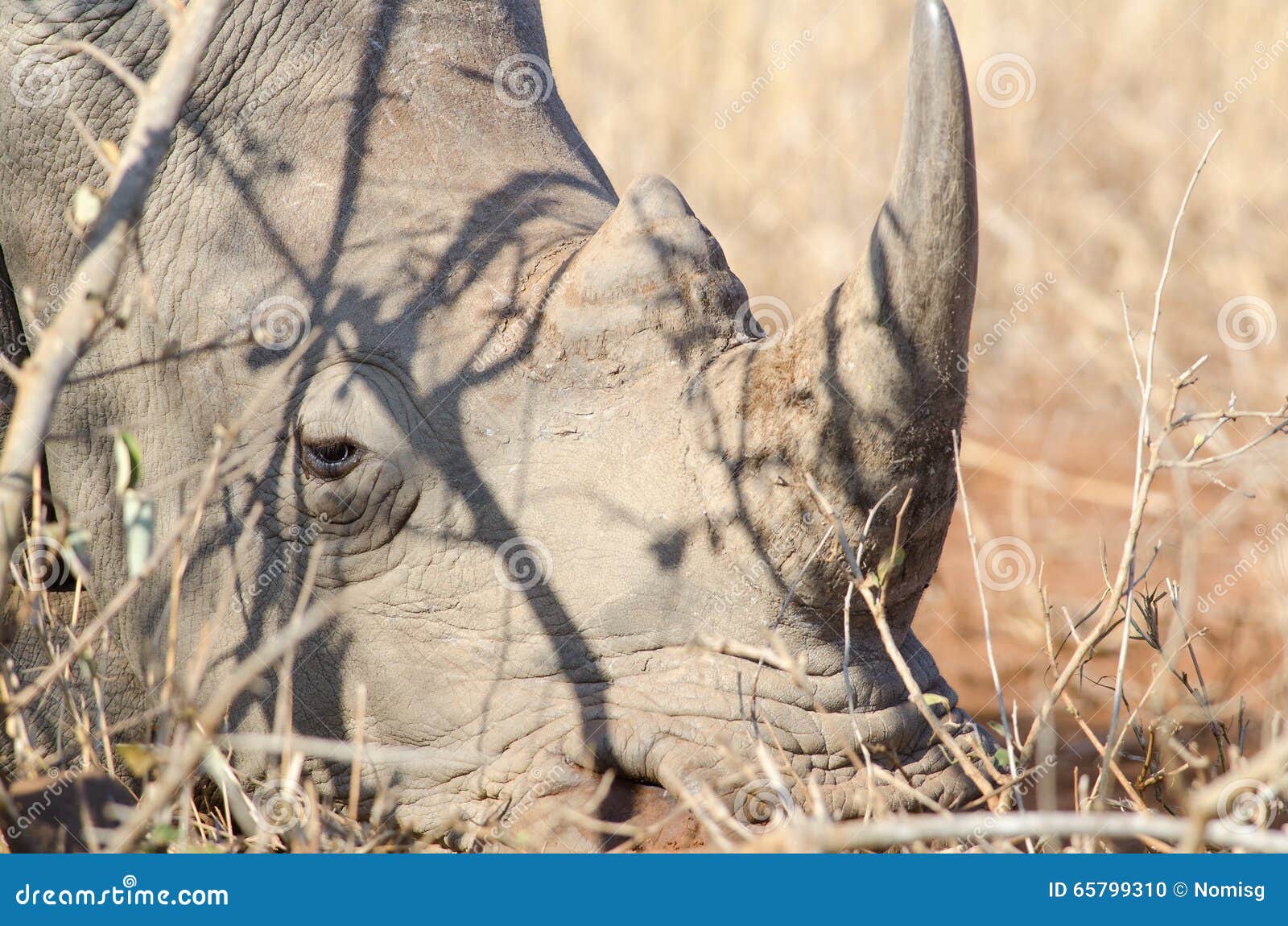 Rhino horn up close stock photo. Image of white, lipped 65799310