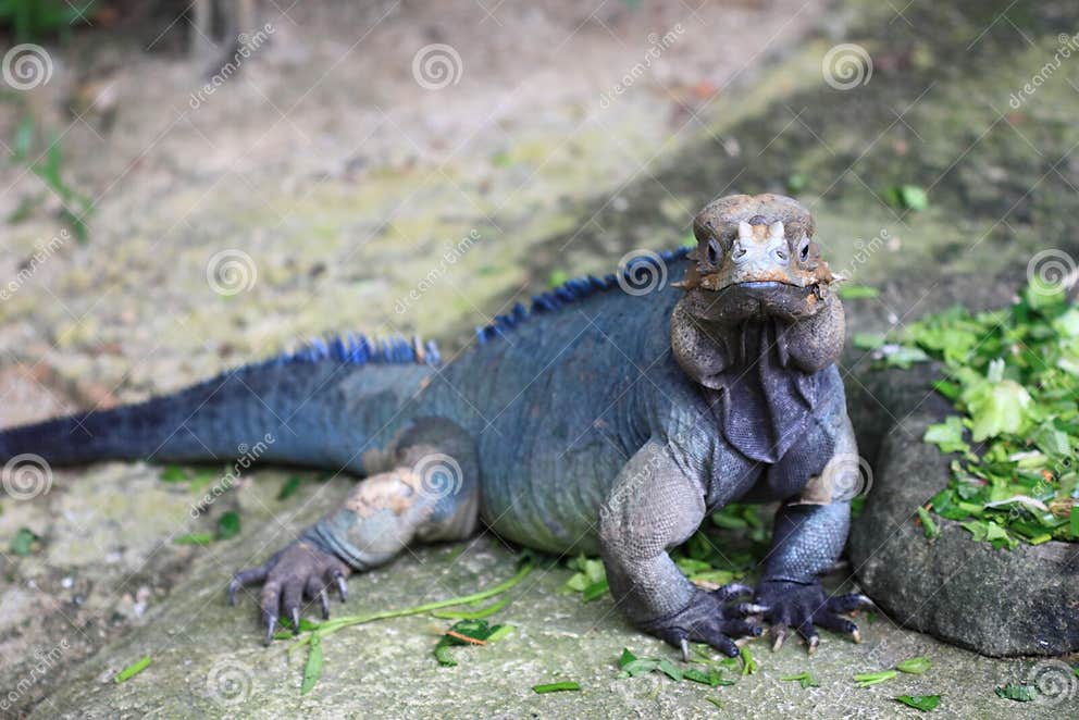 Rhino iguana stock image. Image of rhino, reptile, vegetarian 12428773