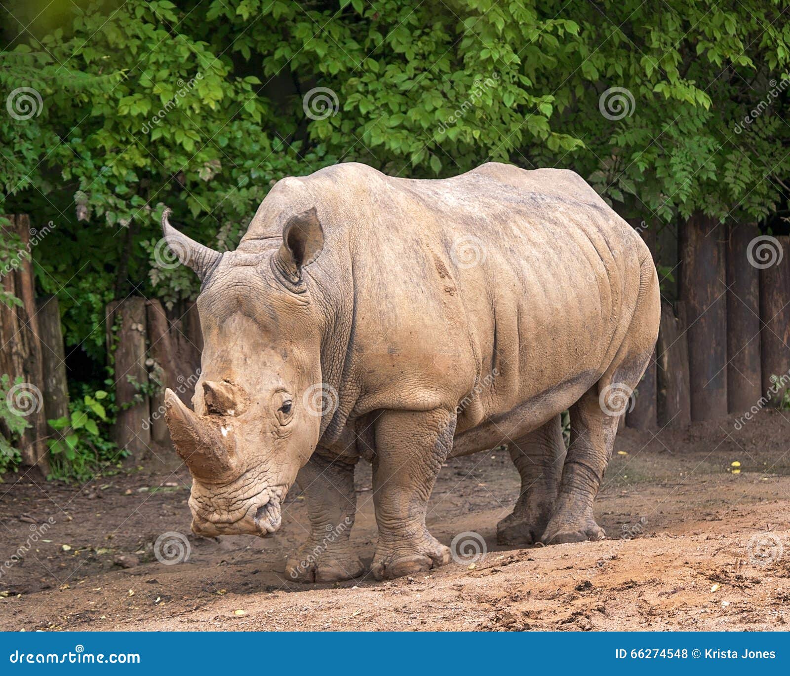 Rhino stock photo. Image of mammal, rhinoceros, pose 66274548