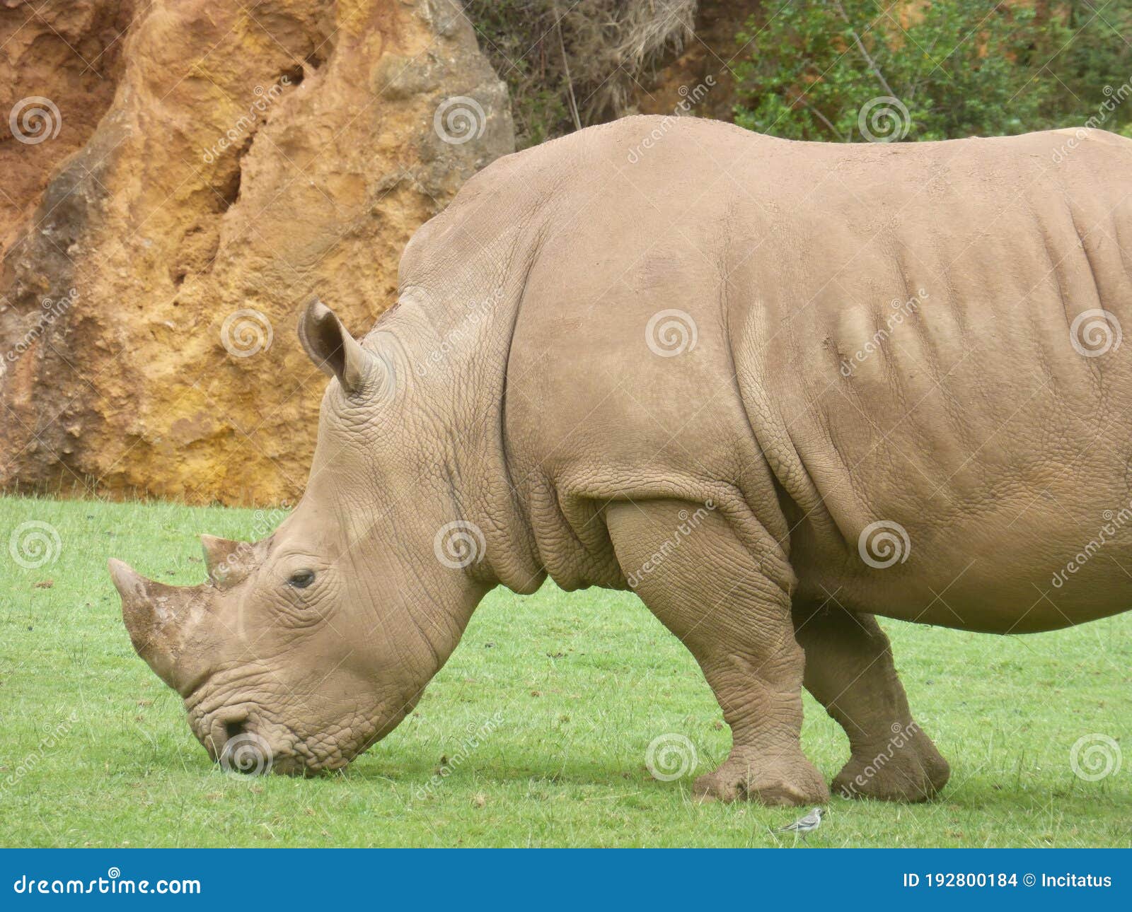 rhino in natural park of cabarceno