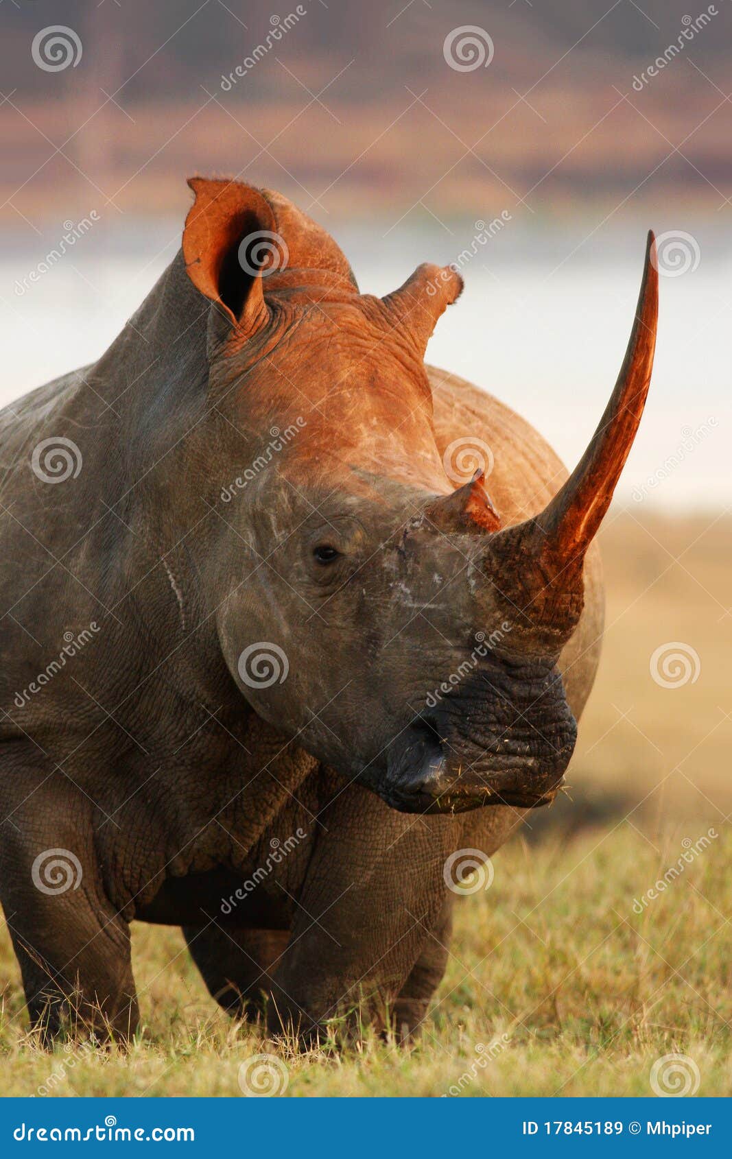 rhino pose