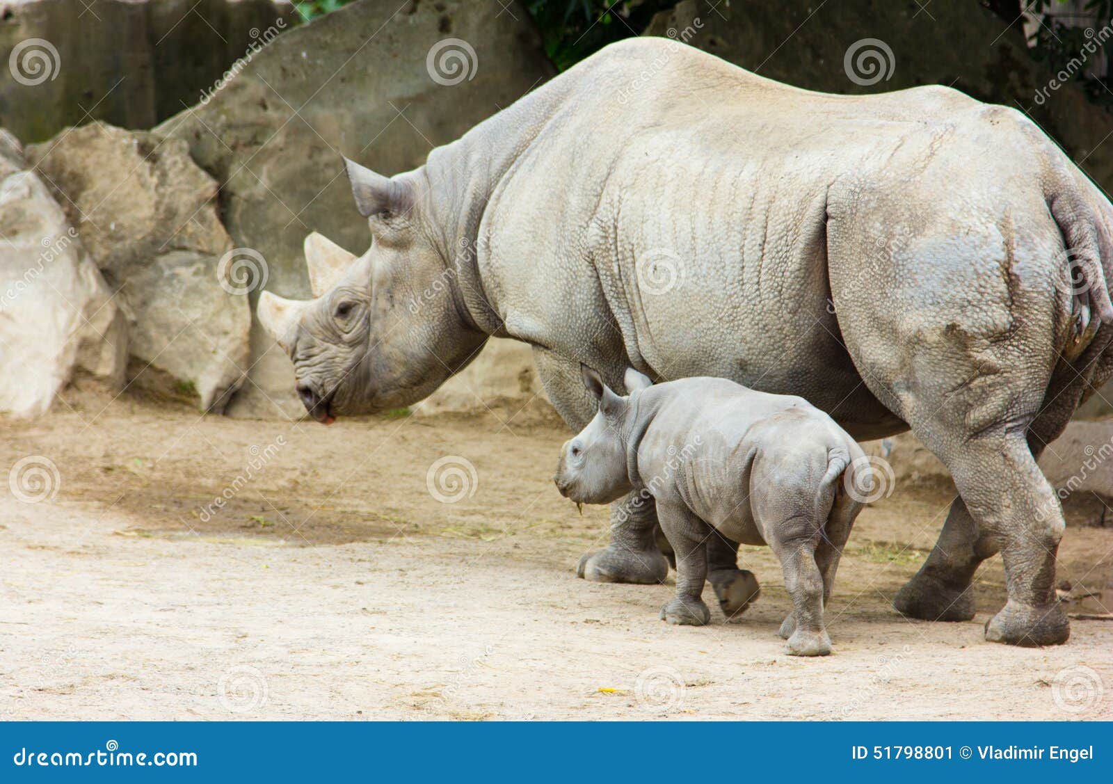 Rhino Rhinoceros Animal Baby Zoo Animals Take Care of Babies Stock Image -  Image of hard, giant: 51798801