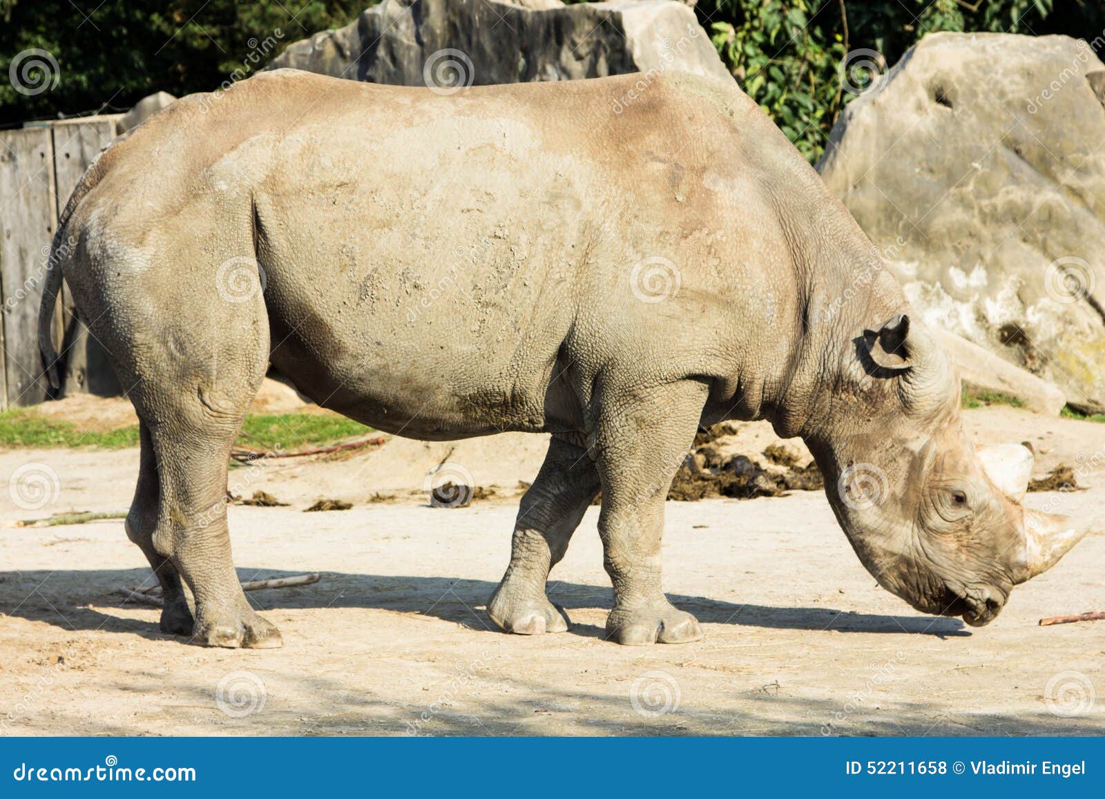 Rhino Rhinoceros Animal Baby Zoo Animals Take Care of Babies Stock Photo - Image of overweight, creature: 52211658 Rhino Rhinoceros Animal Baby Zoo Animals Take Care of Babies Stock Photo - Image of overweight, creature: 52211658