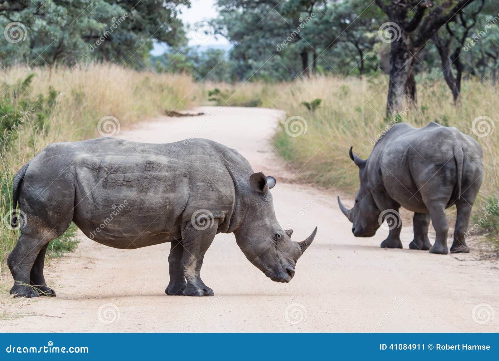 rhino roadblock