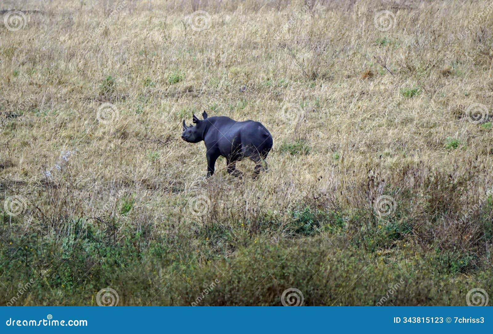 rhino in the serengeti savanna