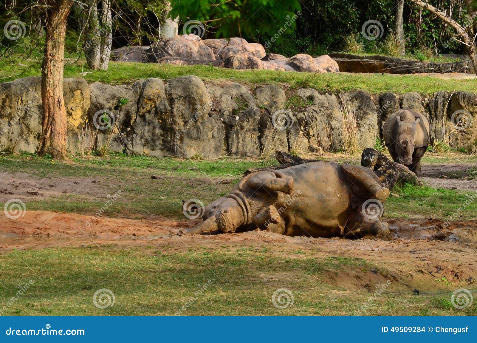 rhino is taking mud bath