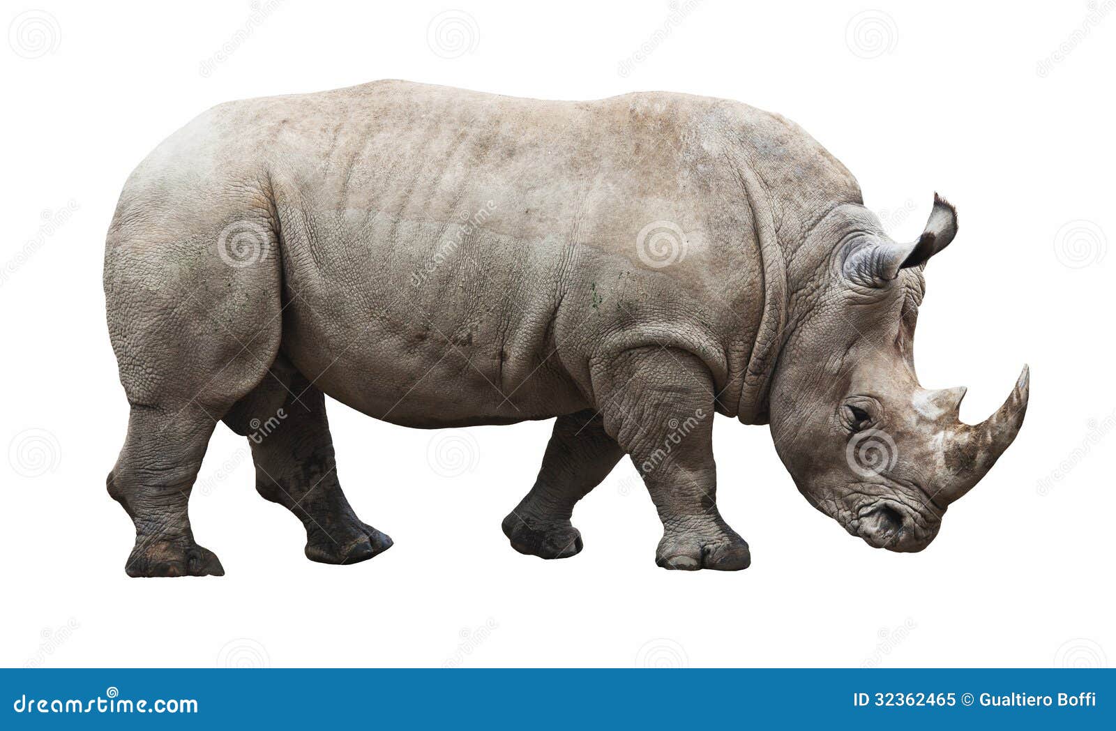 rhino on white background