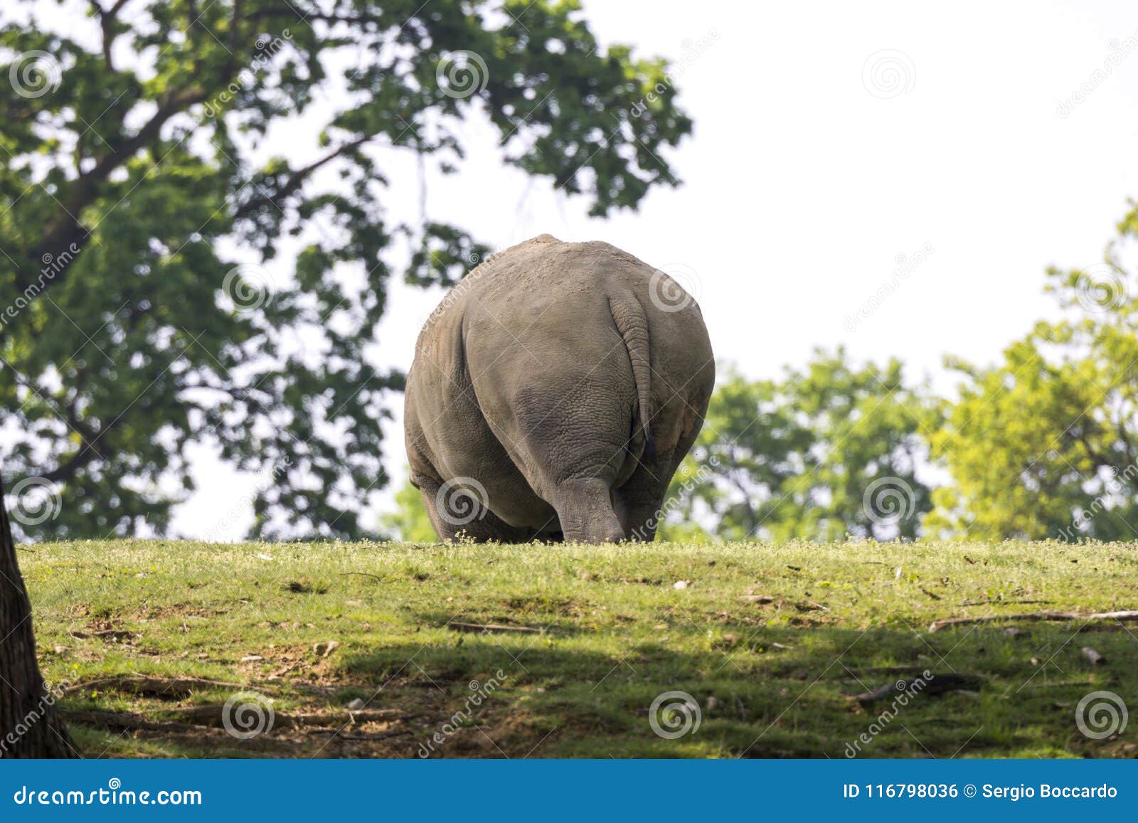 rhino in a zoo in italy