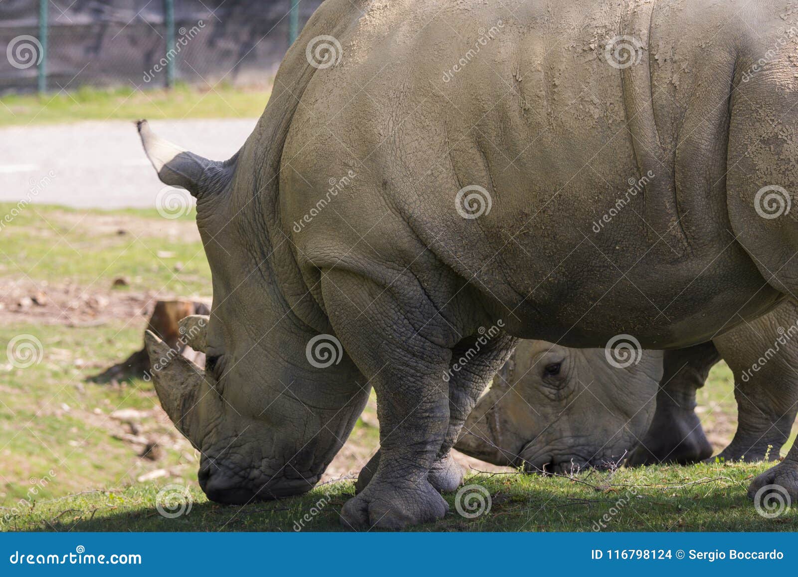 rhino in a zoo in italy