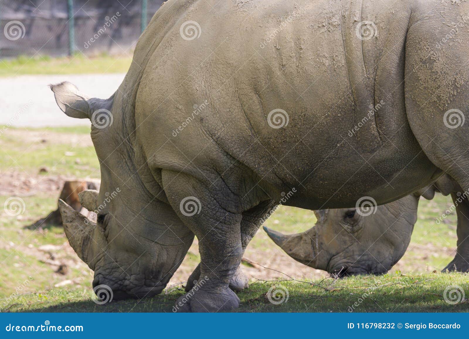 rhino in a zoo in italy